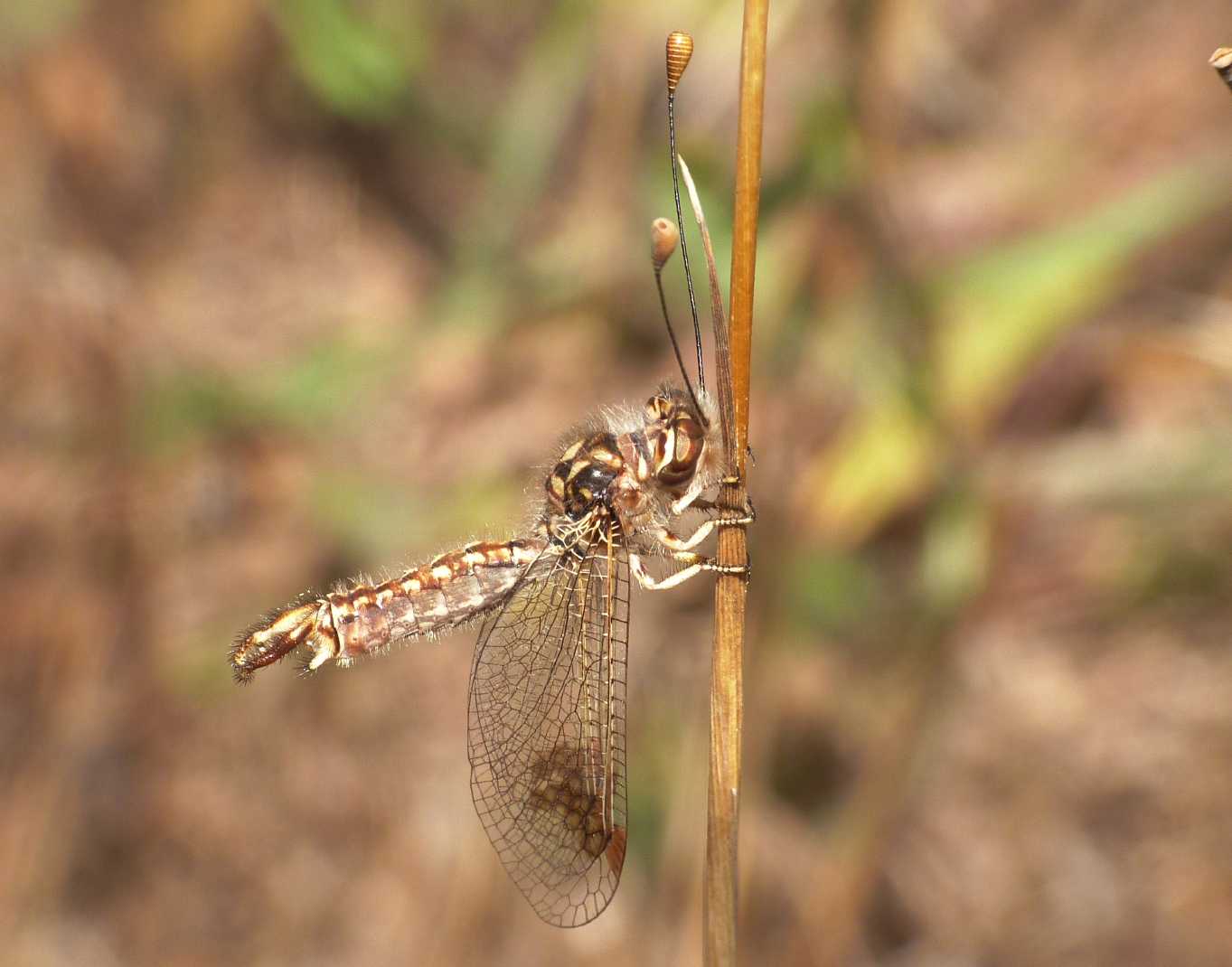 Deleproctophylla australis